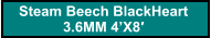Steam Beech BlackHeart  3.6MM 4’X8′